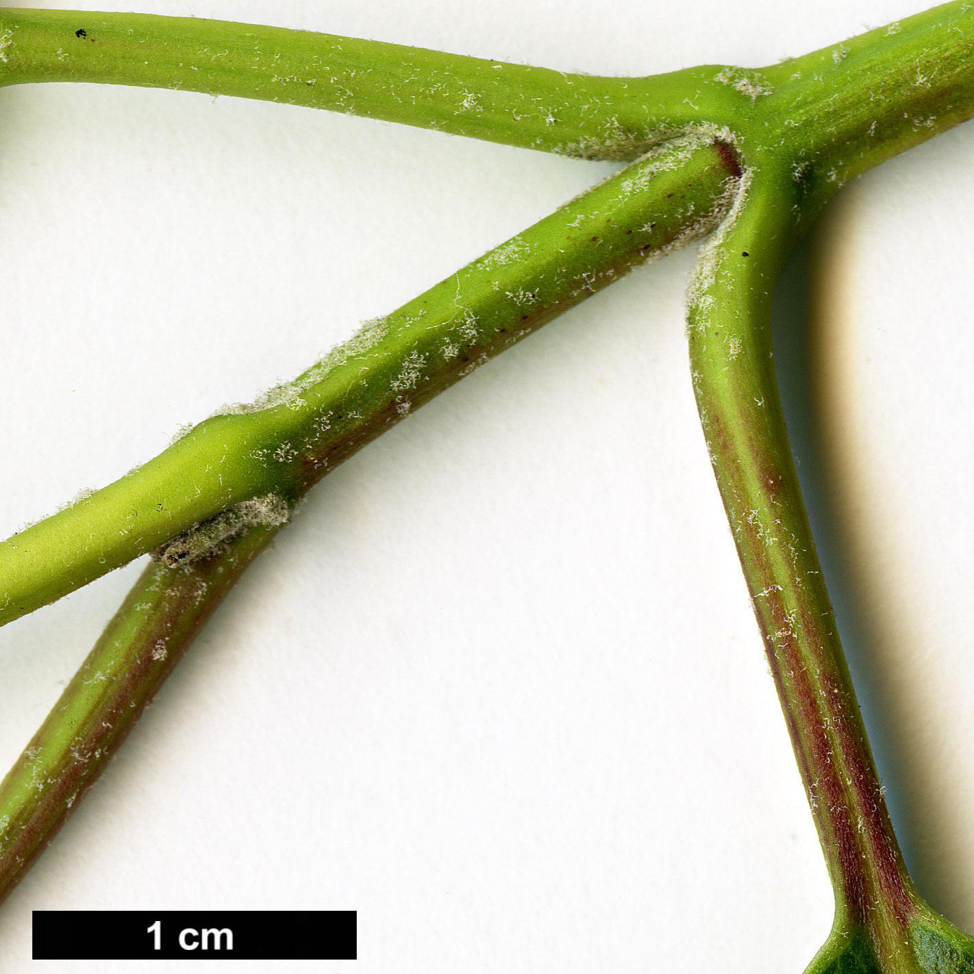 High resolution image: Family: Garryaceae - Genus: Garrya - Taxon: laurifolia - SpeciesSub: var. macrophylla High resolution image: Family: Garryaceae - Genus: Garrya - Taxon: laurifolia - SpeciesSub: var. macrophylla